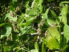 Heraclides anchisiades