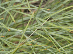 Aciphylla squarrosa squarrosa