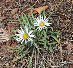 Townsendia grandiflora