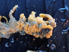 Hymeniacidon perlevis