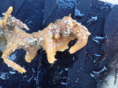 Hymeniacidon perlevis