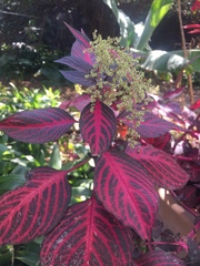 Iresine diffusa herbstii