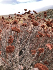 Eriogonum fasciculatum polifolium