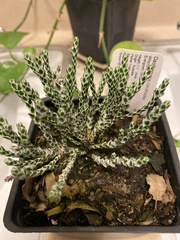 Ozothamnus coralloides