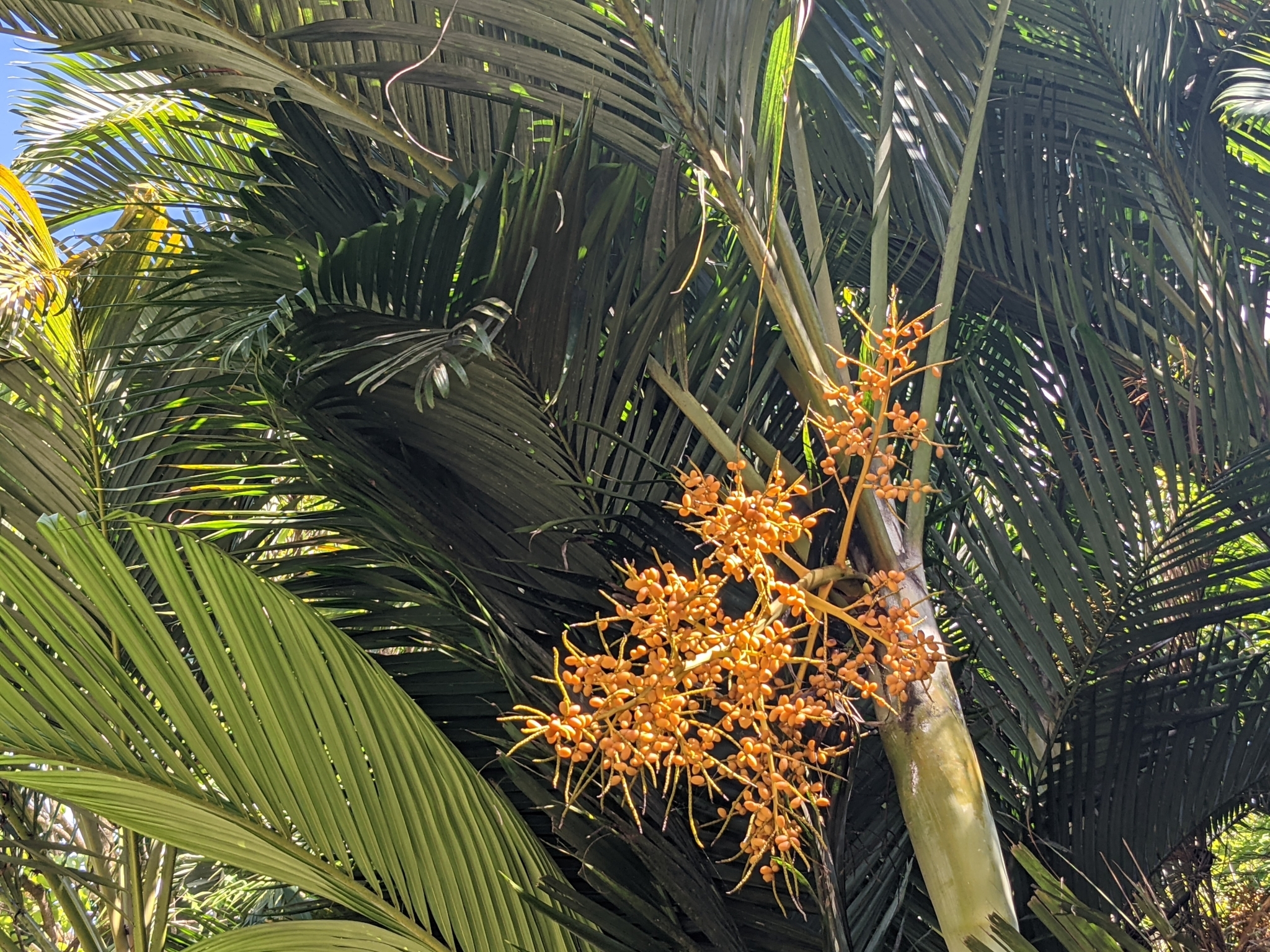 Dypsis lutescens