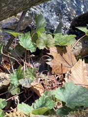 Heuchera