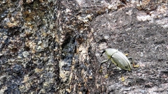 Cholus parallelogrammus