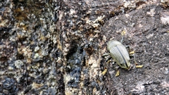 Cholus parallelogrammus