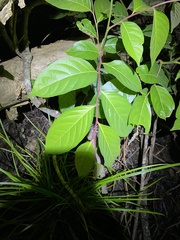 Glochidion sumatranum