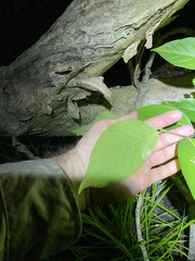 Glochidion sumatranum