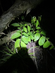 Glochidion sumatranum