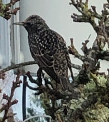 Sturnus vulgaris