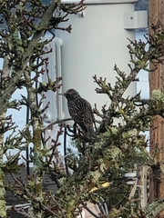 Sturnus vulgaris