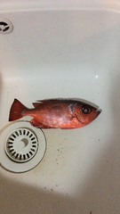 Heteropriacanthus cruentatus
