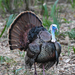Florida Wild Turkey - Photo (c) Michael Jacobi, some rights reserved (CC BY-NC)