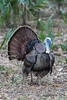 Florida Wild Turkey - Photo (c) Michael Jacobi, some rights reserved (CC BY-NC), uploaded by Michael Jacobi