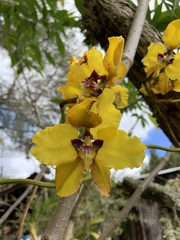 Cyrtochilum macranthum