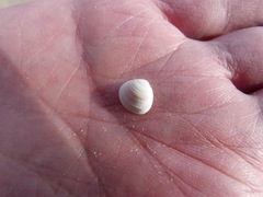 Sphaerium striatinum