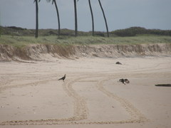 Caracara plancus
