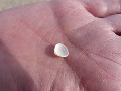 Sphaerium striatinum