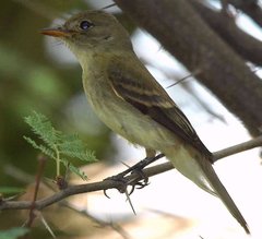 Willow Flycatcher photo 4