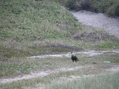 Caracara plancus