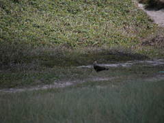 Caracara plancus