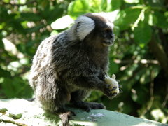 Callithrix jacchus