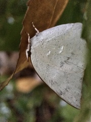 Curetis acuta paracuta