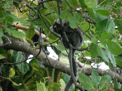 Callithrix jacchus