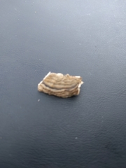 Trametes pubescens image