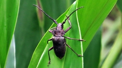 Pyrodes nitidus