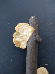 Poronidulus conchifer image