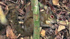 Sciurus aestuans ingrami