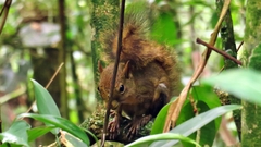 Sciurus aestuans ingrami