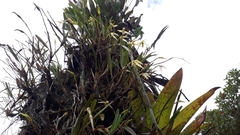 Maxillaria acuminata