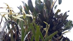 Maxillaria acuminata
