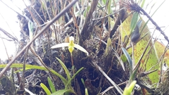 Maxillaria acuminata