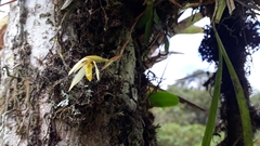 Maxillaria acuminata