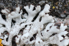 Physcia adscendens caesia