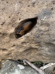 Blaberus parabolicus