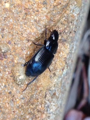 Aztecarpalus schaefferi