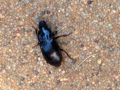 Aztecarpalus schaefferi