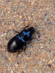 Aztecarpalus schaefferi