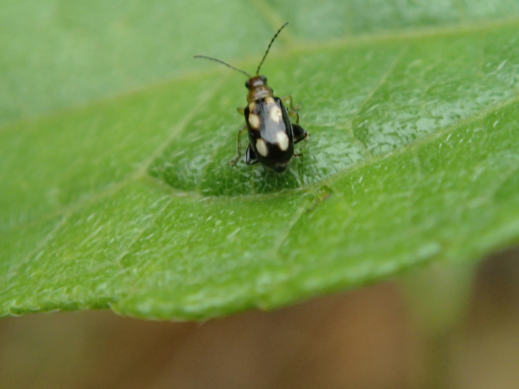 Systena marcapatensis