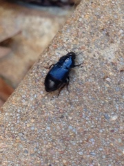 Aztecarpalus schaefferi