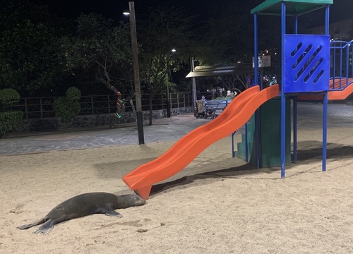 ガラパゴスアシカ