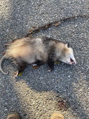 Didelphis virginiana
