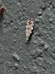 Crypsitricha stereota