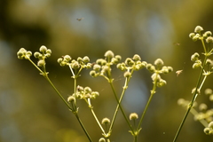 Eryngium elegans